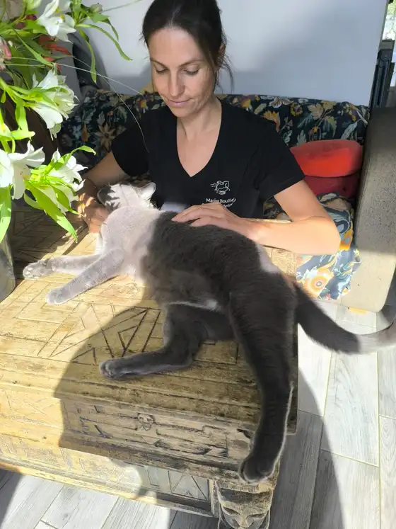 Chat gris étiré sur une malle en bois, Marine Boullier palpant son dos
