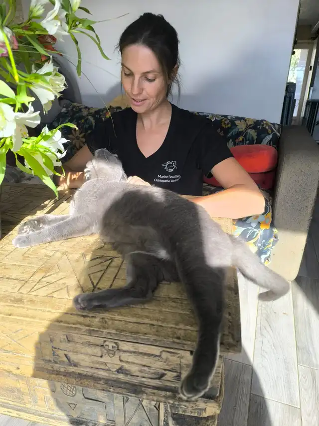 Chat gris étiré sur une malle pendant que Marine Boullier palpe son dos