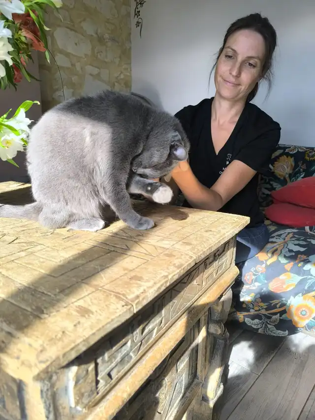 Marine Boullier mobilisant la patte avant d’un chat gris posé sur une malle en bois