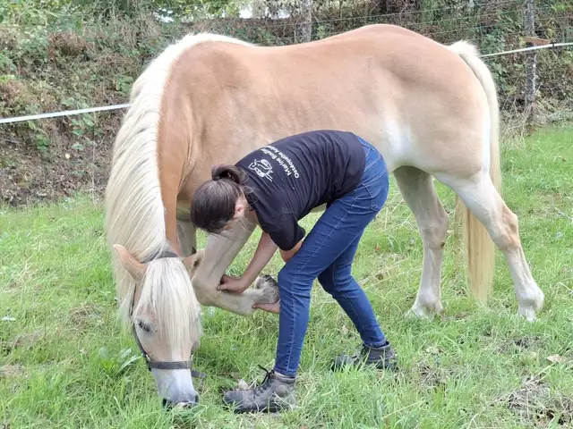 Marine Boullier fléchissant l’antérieur d’un cheval pour tester sa mobilité