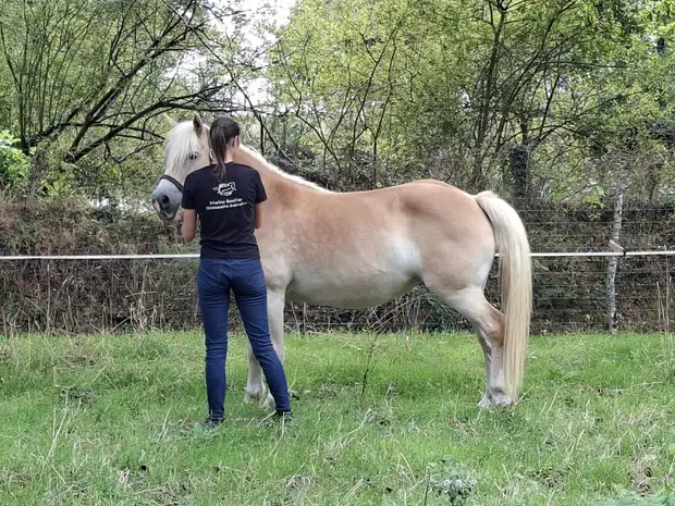 Marine Boullier auprès d’un cheval haflinger dans un pré, à proximité de Durtal