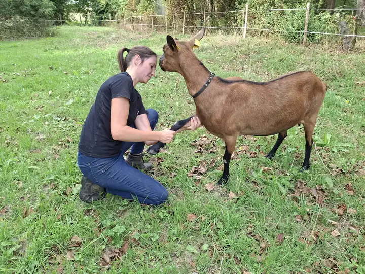 Marine Boullier accroupie dans l’herbe, mobilisant l’antérieur d’une chèvre