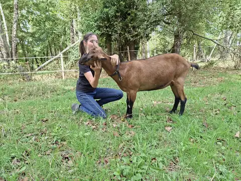 Ostéopathie pour les chèvres à Erdre-en-Anjou