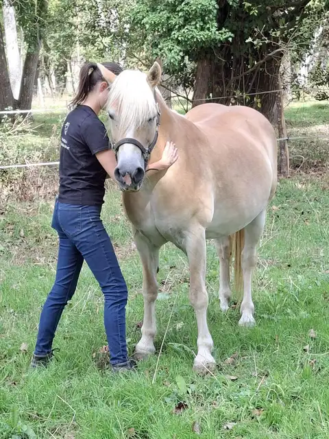 Ostéopathie pour les chevaux à Craon
