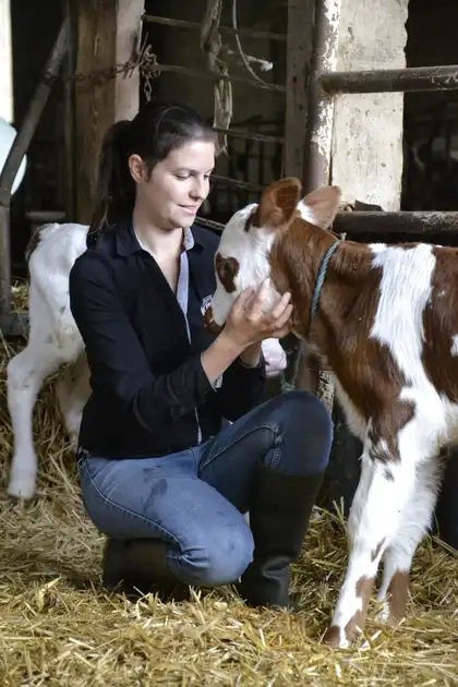 Ostéopathie pour les bovins