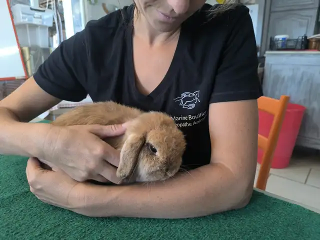 Marine Boullier tenant un lapin bélier fauve au creux de ses bras