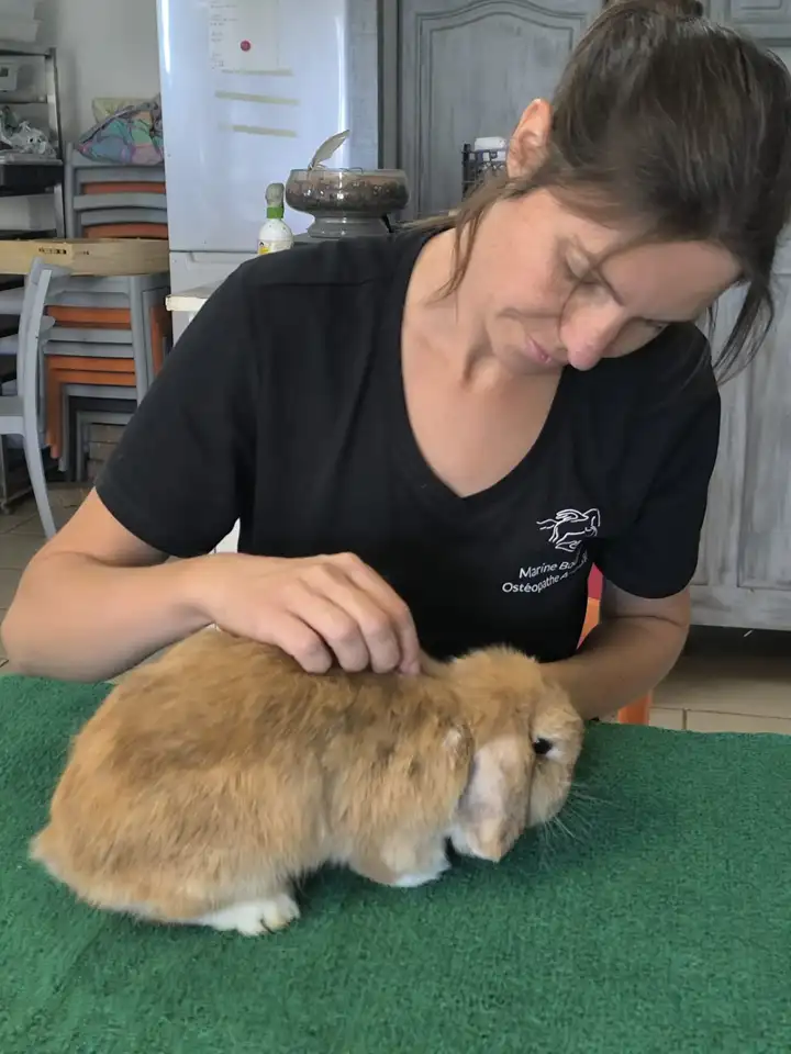 Marine Boullier posant délicatement la main sur la nuque d’un lapin bélier fauve