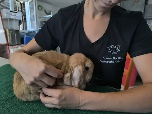 Marine Boullier palpant le dos d’un lapin bélier fauve