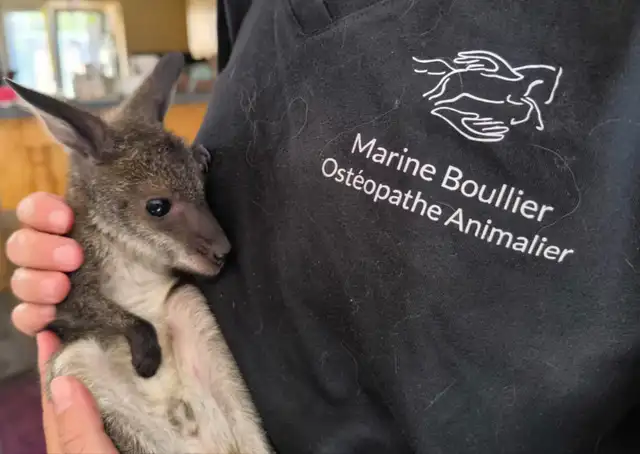 Bébé wallaby blotti contre le tee-shirt brodé de Marine Boullier, ostéopathe animalier