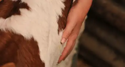 Gros plan sur la main de Marine Boullier posée sur le flanc d’une vache