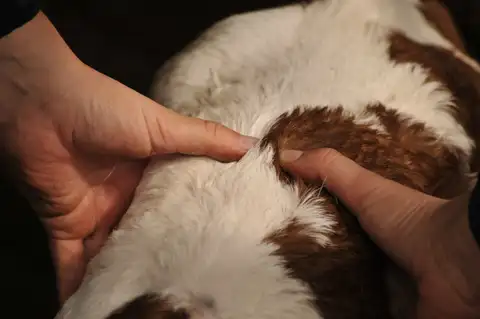 Gros plan sur les mains de Marine Boullier posées sur le dos d’un veau