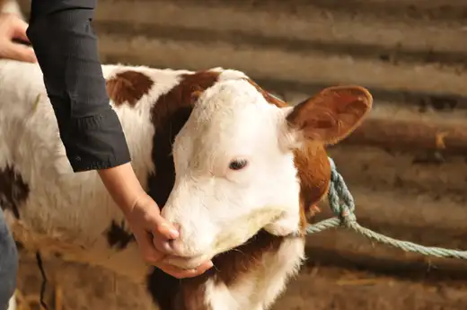 Les mains de Marine Boullier tenant délicatement la tête d'un veau rouge et blanc