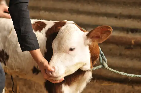 Les mains de Marine Boullier tenant délicatement la tête d'un veau rouge et blanc